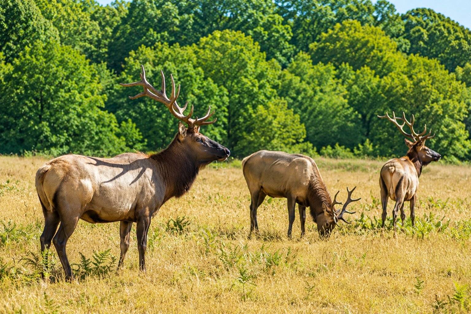 Wild Elk in Elk Island National Park